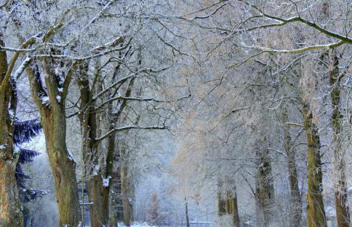 Snowy trees in the winter