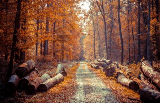 Tree logs on the road side