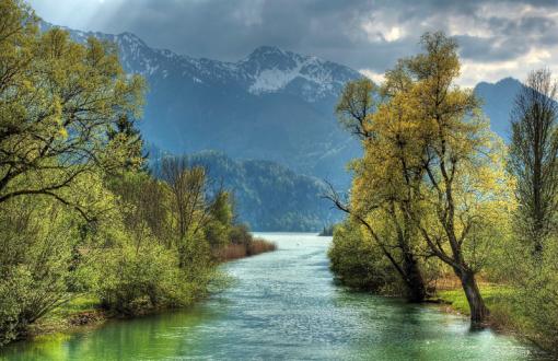 Trees on the river side