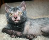 Ecco il Lykoi, il gatto mannaro che somiglia a Wolverine