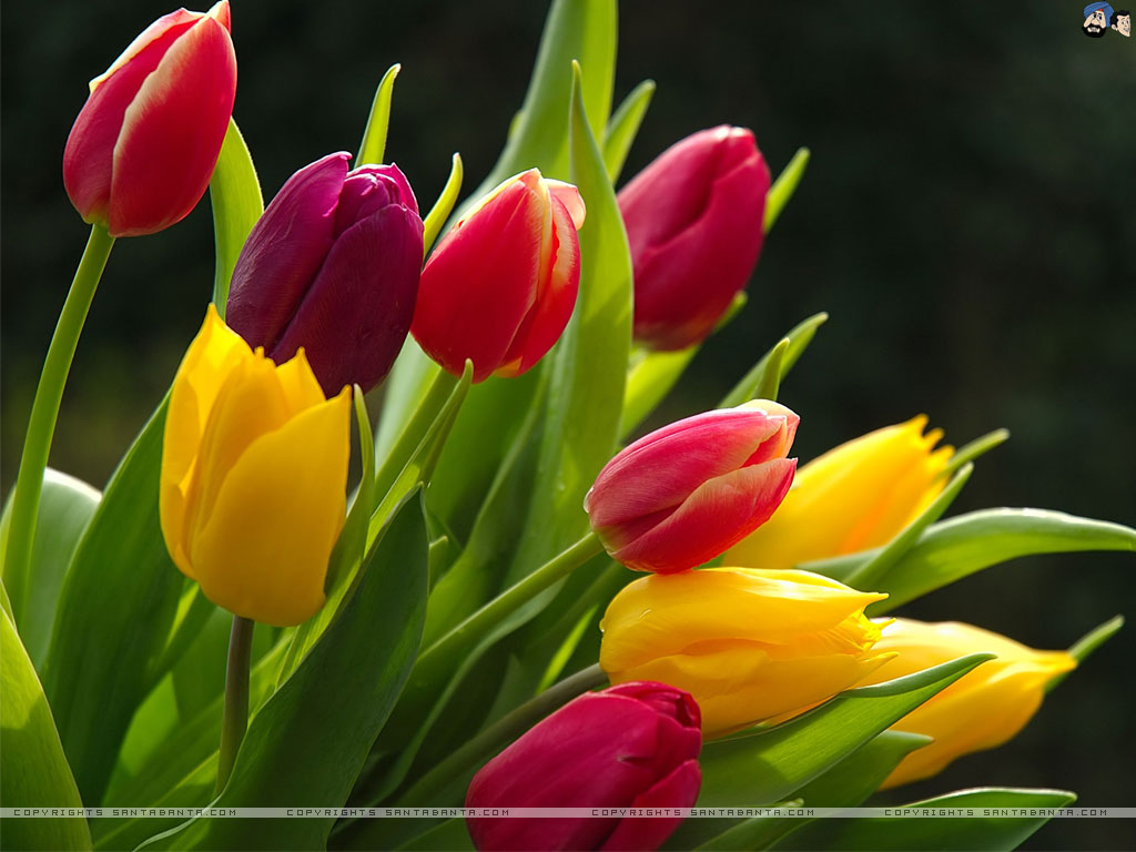 1000 Images About Tulips On Pinterest HD Wallpapers Download Free Images Wallpaper [wallpaper981.blogspot.com]