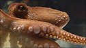 Paul the Octopus