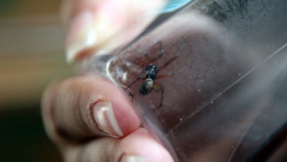 False widow spiders and what to do when they bite - ITV News