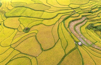 Aerial view of paddy fields in SW China's Guizhou