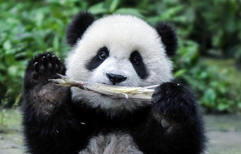 China to build cross-provincial national park for giant panda