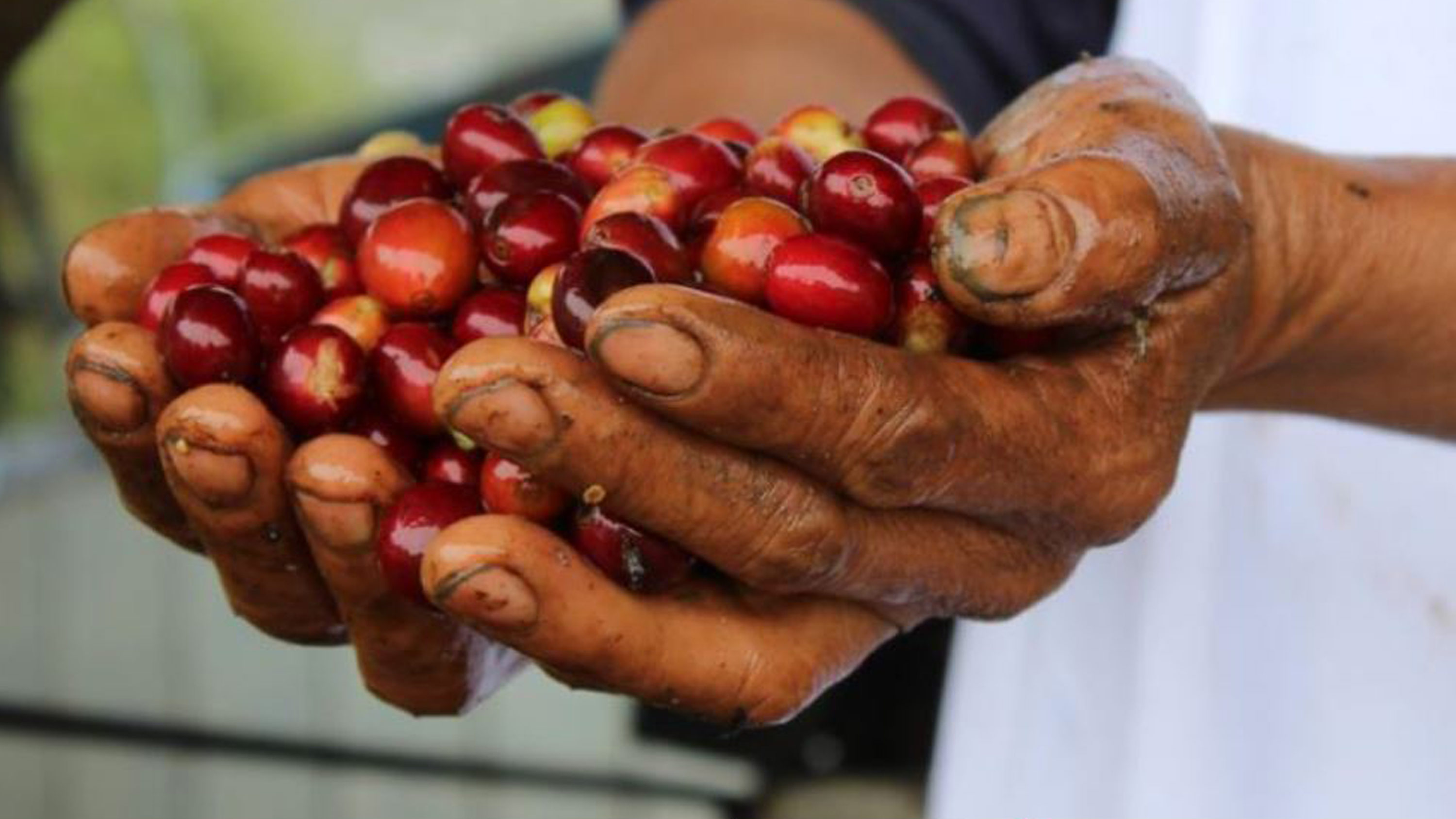 Connecting farmers to chefs and consumers