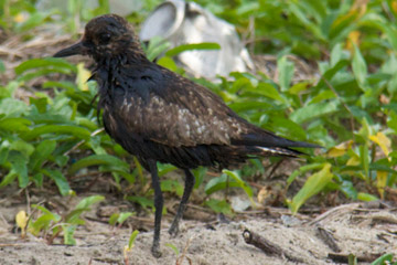 Top: snail coated in oil. Bottom: shorebird injured by Petrotrin oil spill. Photos by: Marc de Verteuil. 