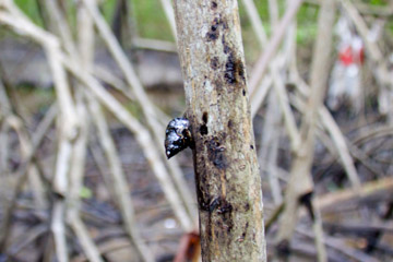 Top: snail coated in oil. Bottom: shorebird injured by Petrotrin oil spill. Photos by: Marc de Verteuil. 