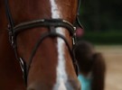 Folhinha: Esportes com cavalo v�o de salto a acrobacias