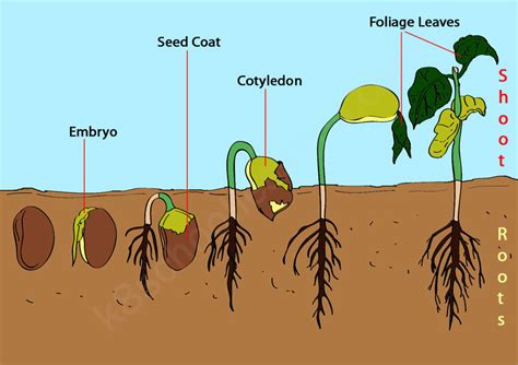 Seed Germination Diagram