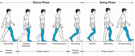 Phases of the normal gait cycle | Download Scientific Diagram