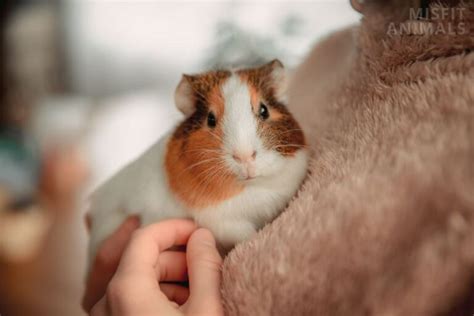 Best Pet Rodents: 8 Types Of Rodents To Keep As Pets