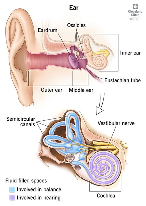 Human ear model human ear anatomy structure ear canal ear collection middle and inner ear ...