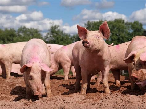 Pig farming 101: 15 Things You Need to Know about Raising Pigs