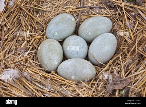 Swan eggs hi-res stock photography and images - Alamy