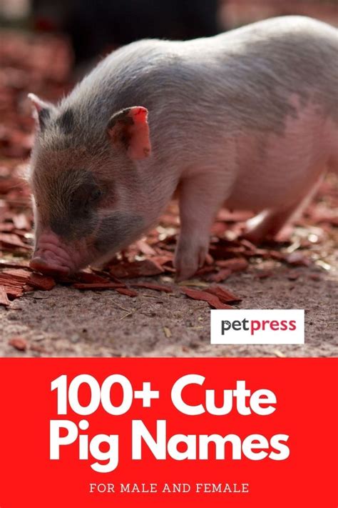 Cute Pig Names - 100+ Cutest Names For A Pig Or Piglet