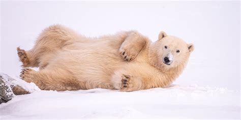 Surprising Polar Bear Facts About the King of the Arctic