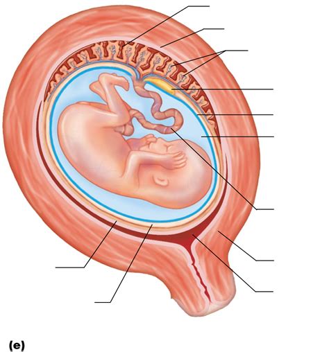 Amniotic Sac Diagram