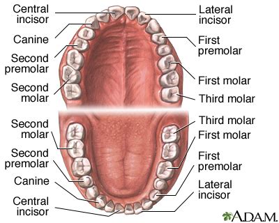 Human Teeth Diagram