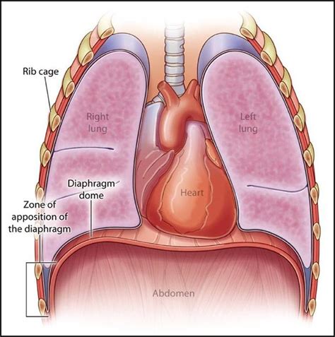 7 best Breathing Pacemakers for Diaphragm Paralysis images on Pinterest | Art techniques ...