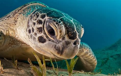 45 Beautiful Underwater Photos That'll Have You Holding Your Breath As You Scroll - 500px