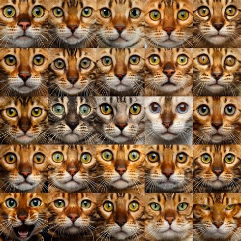 Bengal Cat Colors and Patterns | Bengal cat, Cat colors, Cat eye colors