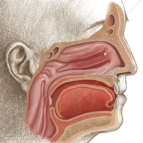 Nasal Cavity Diagram Unlabelled