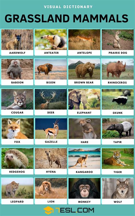 List of Grassland Animals in English with Pictures • 7ESL