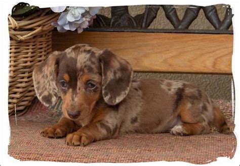 49+ Miniature Longhaired Dachshund Breeders Pic - Bleumoonproductions