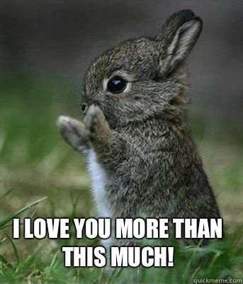 I came to say i love you - Cute bunny - quickmeme