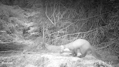 Tiger cubs meet for the first time - BBC News