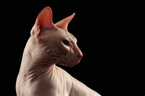 Sphynx Cat Breed Profile - Cat-World