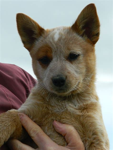 Brown Heeler Chihuahua Mix - Pets Lovers