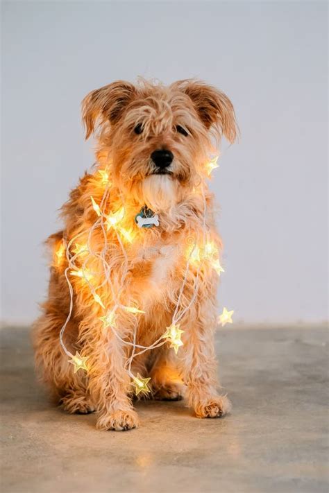 Cute Dog Wrapped in Christmas Lights Stock Image - Image of obedient, playing: 203714323