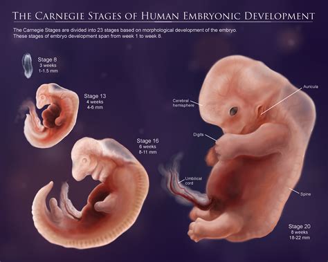 Human Embryo Development Stages