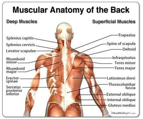 Pictures Of Back Muscles