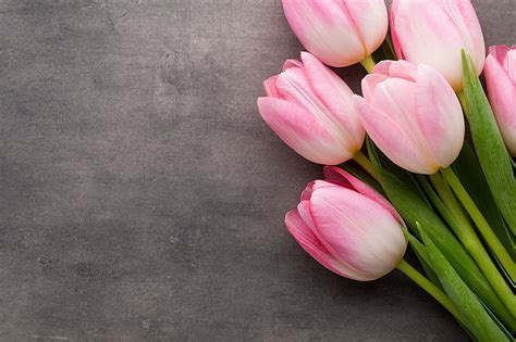 HD wallpaper: bundle of pink tulip flowers, bouquet, tulips, fresh, beautiful | Wallpaper Flare