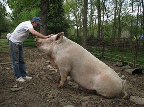 30 Crazy Large Things That Actually Exist. | Micro pigs, Pig, Pig farming