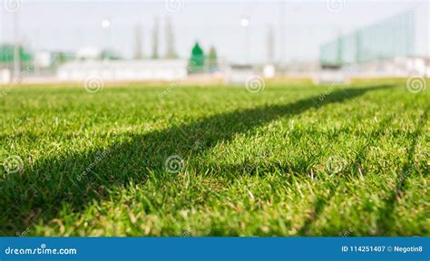 Soccer field grass stock image. Image of healthy, garden - 114251407