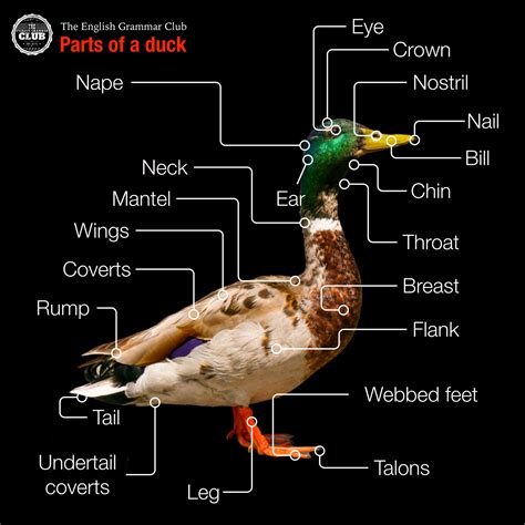 Parts of a duck - Grammar Tips