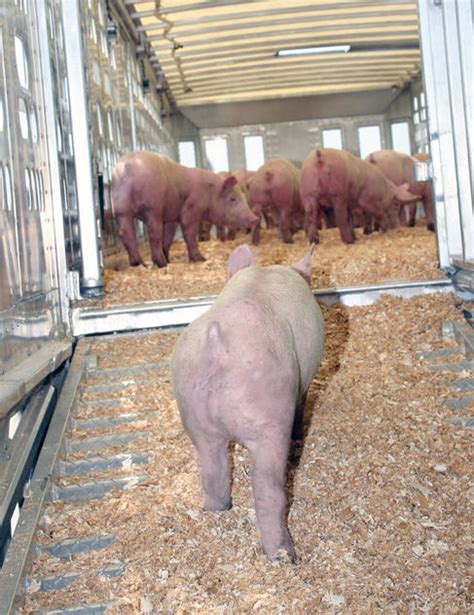 Pig Farming Sales, Making Money from Pig Production