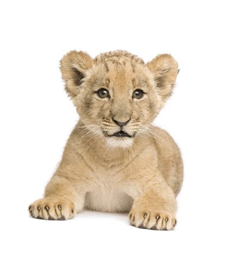 Lion Cub (8 weeks) stock photo. Image of front, gazing - 6003874