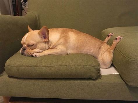 50 Times Dogs Managed To Fall Asleep In Awkwardly Funny Positions