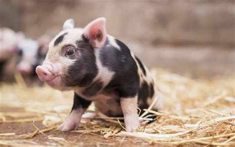 Download wallpapers little cute pig, farm, straw, pig, little animal for desktop free. Pictures ...