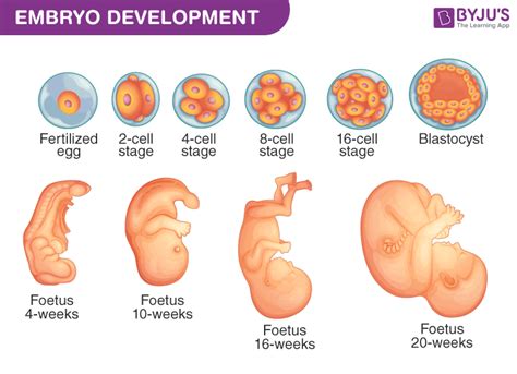 Sexual Reproduction - An Overview, Stages and its Process