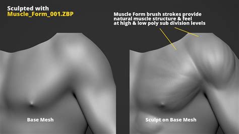 ArtStation - Anatomy Sculpting Brushes - Muscle & Organic Forms | Brushes