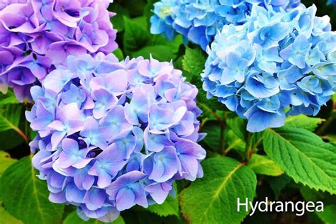 Hydrangea Care Guide: How To Grow The Hydrangea Plant