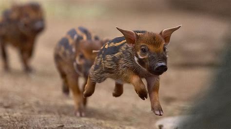 Wild Swine (Pig and Hog) | San Diego Zoo Animals & Plants