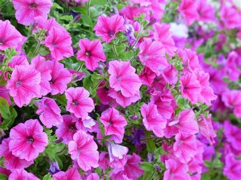 Growing Ornamental Plants - A Beginners Guide | Agri Farming