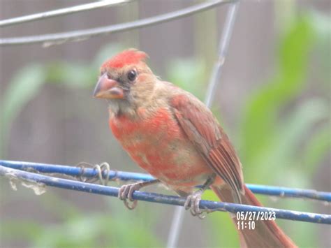 Better picture of the young male cardinal - FeederWatch